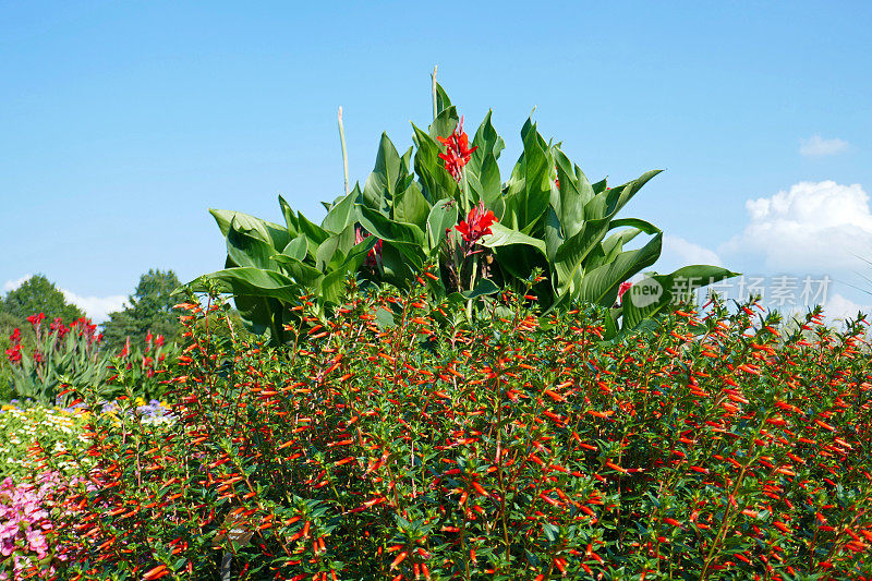 雪茄花- Cuphea ignea